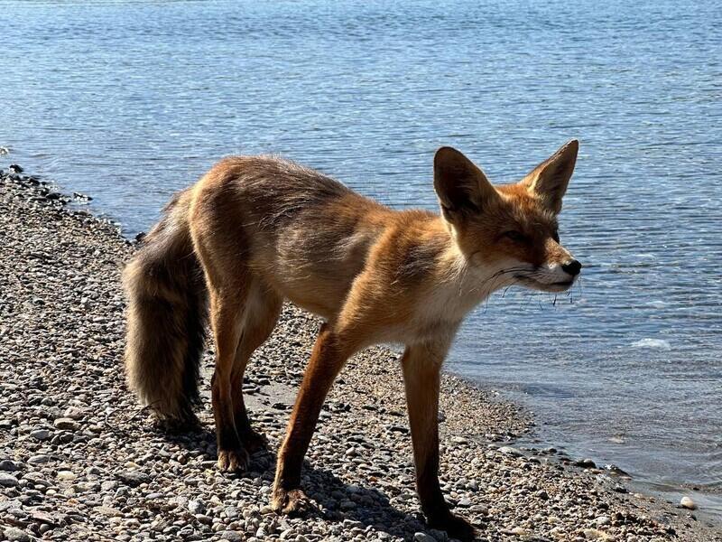 «Байкалыч PRO Байкал»