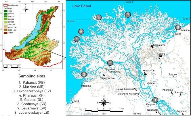 дельта Селенги; отмечены места, где ученые брали пробы воды